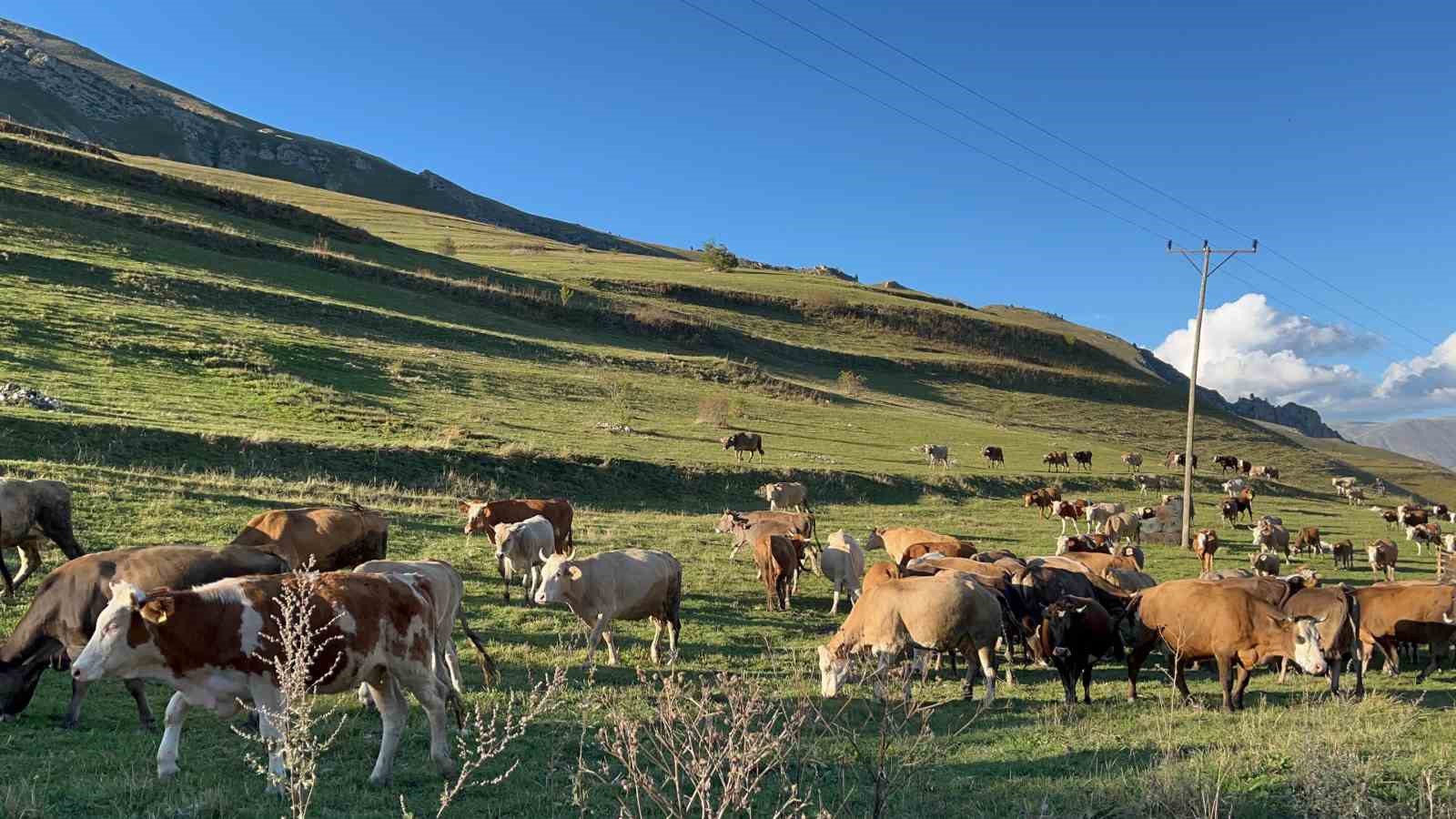 Artvin’de sonbahar ilk bu köye uğruyor
