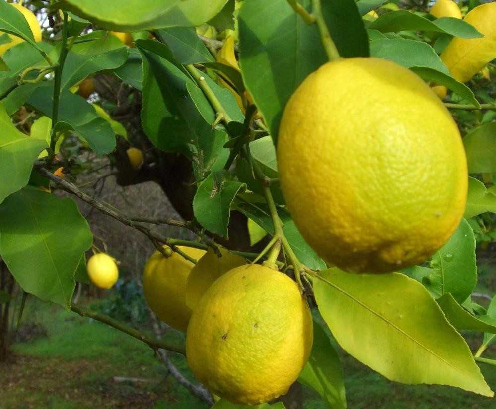 Dalaman Cezaevi’nde yetiştirilen yaklaşık 520 bin kilo limon ihale ile satılacak
