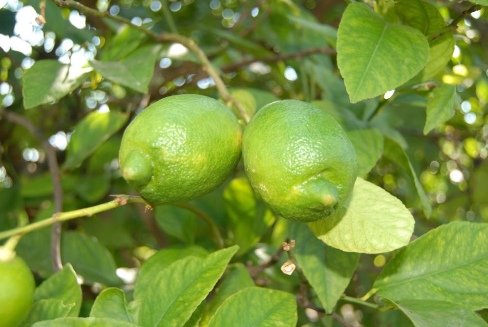 Dalaman Cezaevi’nde yetiştirilen yaklaşık 520 bin kilo limon ihale ile satılacak
