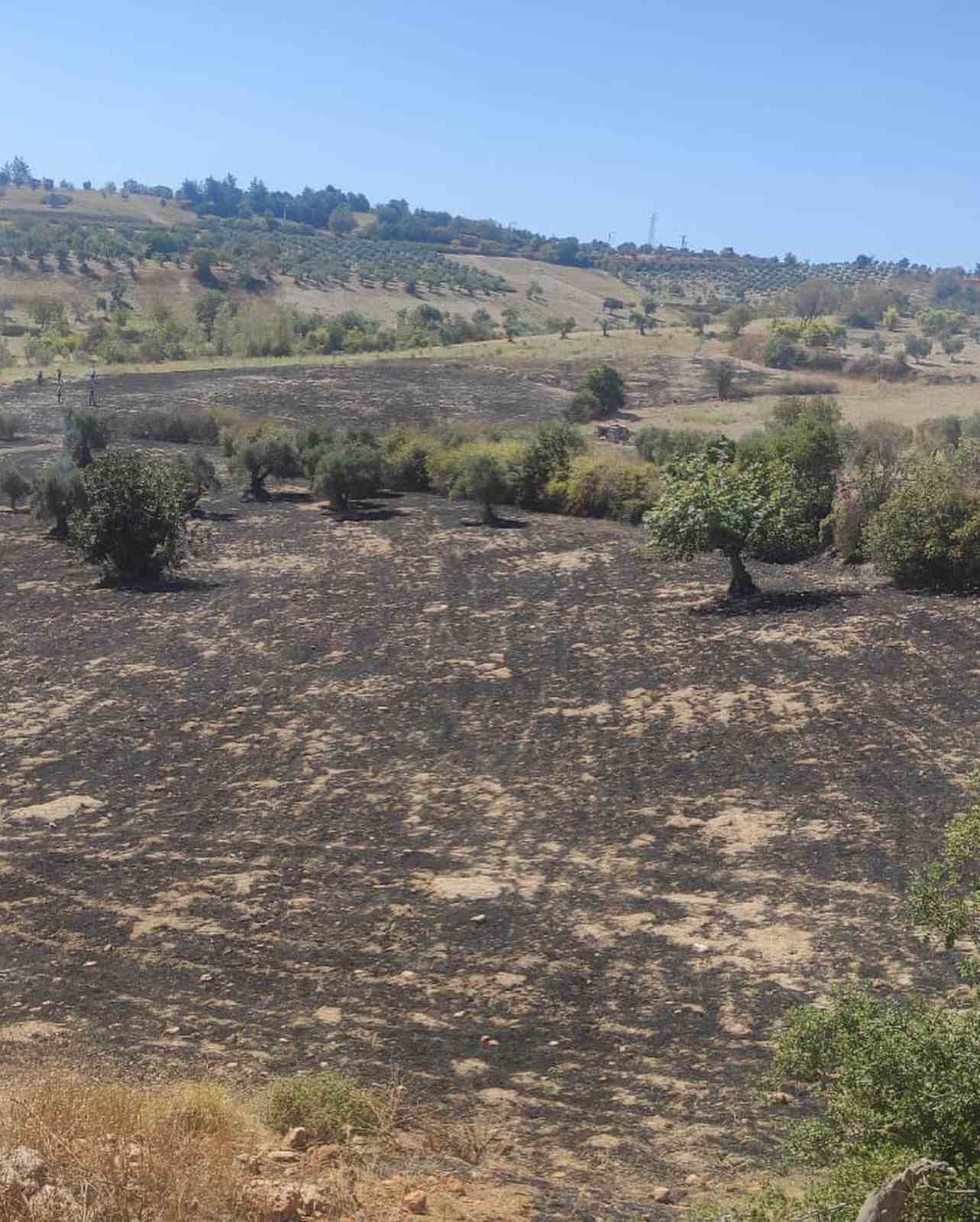 Altınözü’nde zeytinlik yangını
