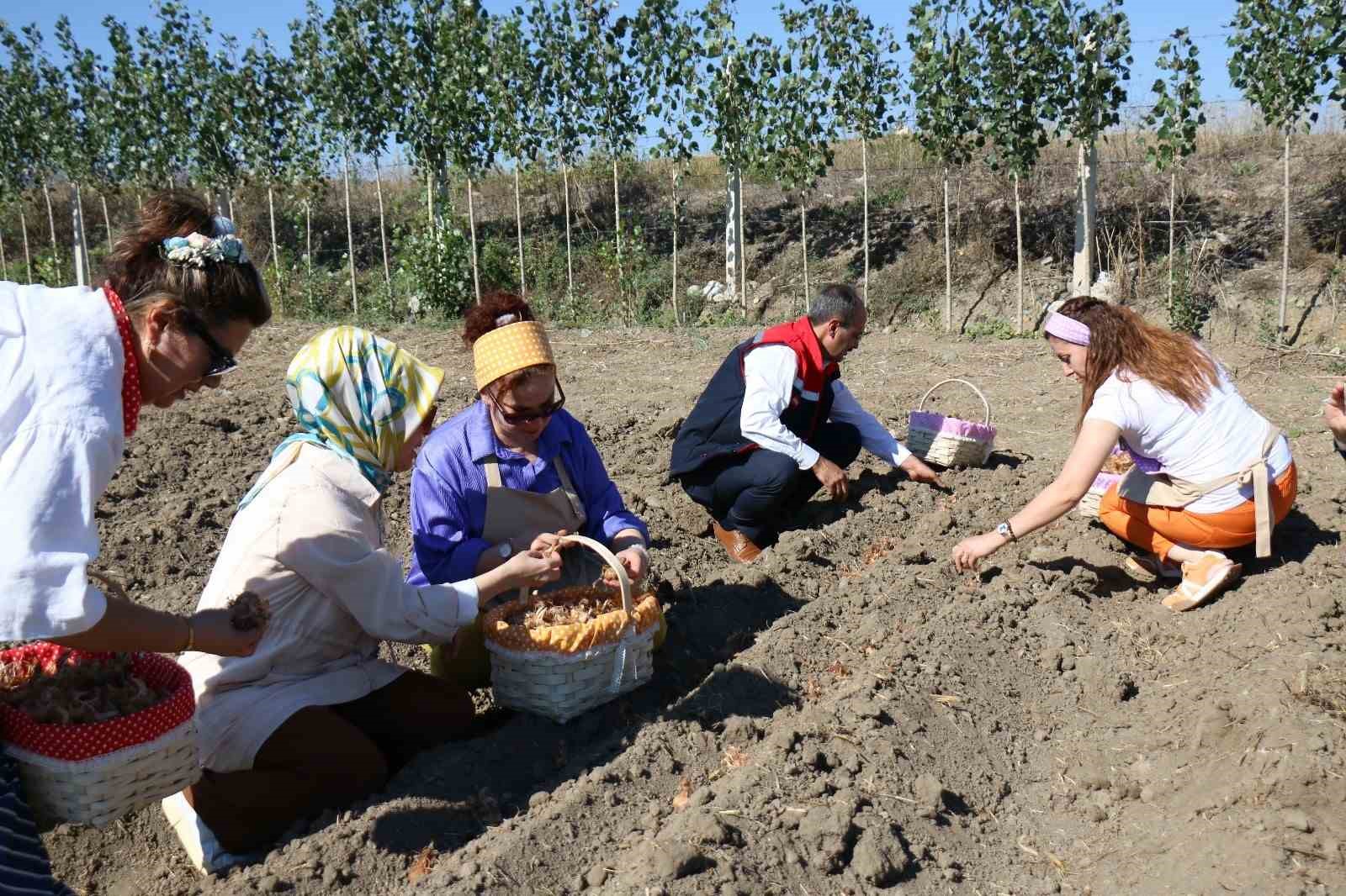 Çorum’da safran üretimi için ilk adım atıldı
