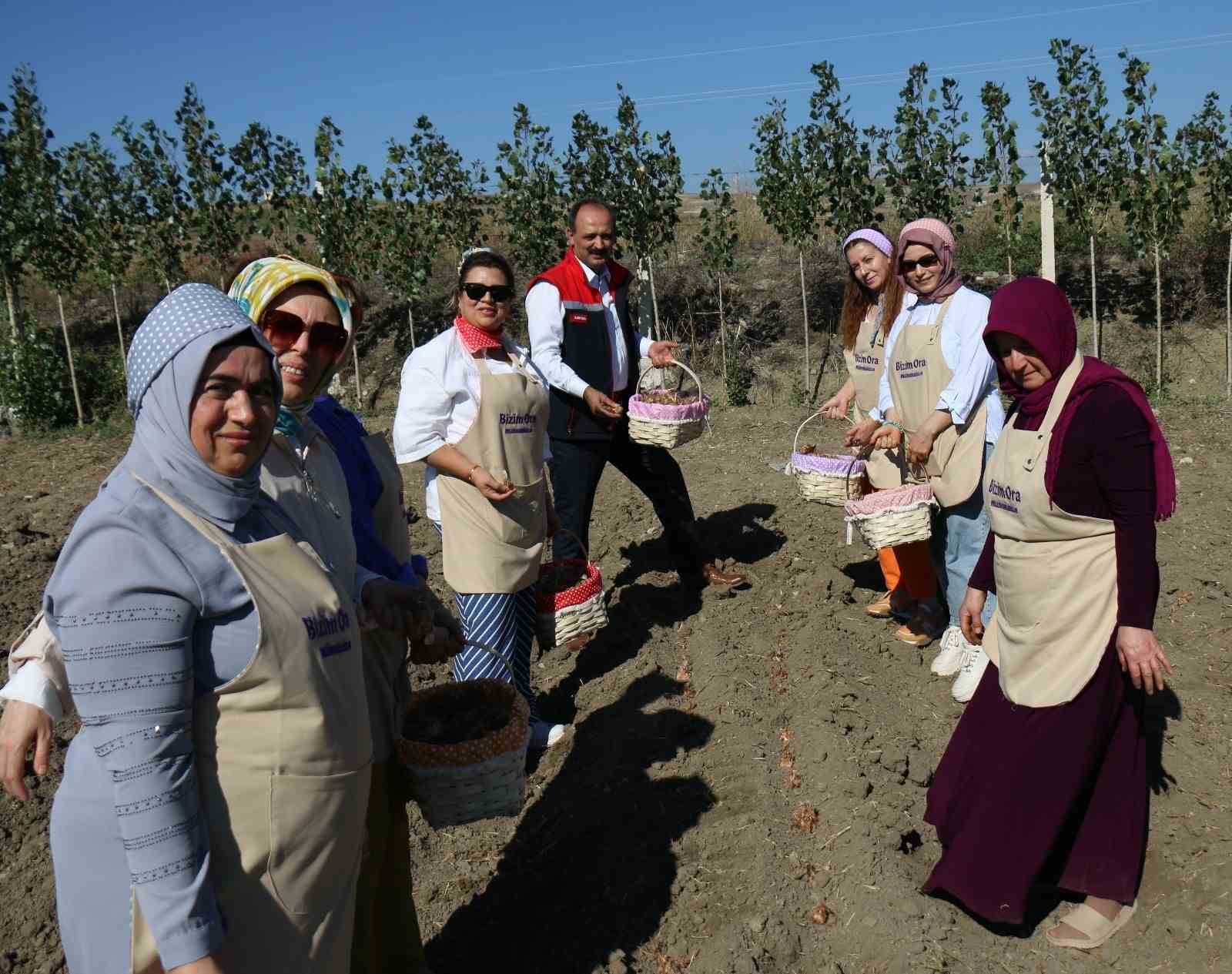 Çorum’da safran üretimi için ilk adım atıldı
