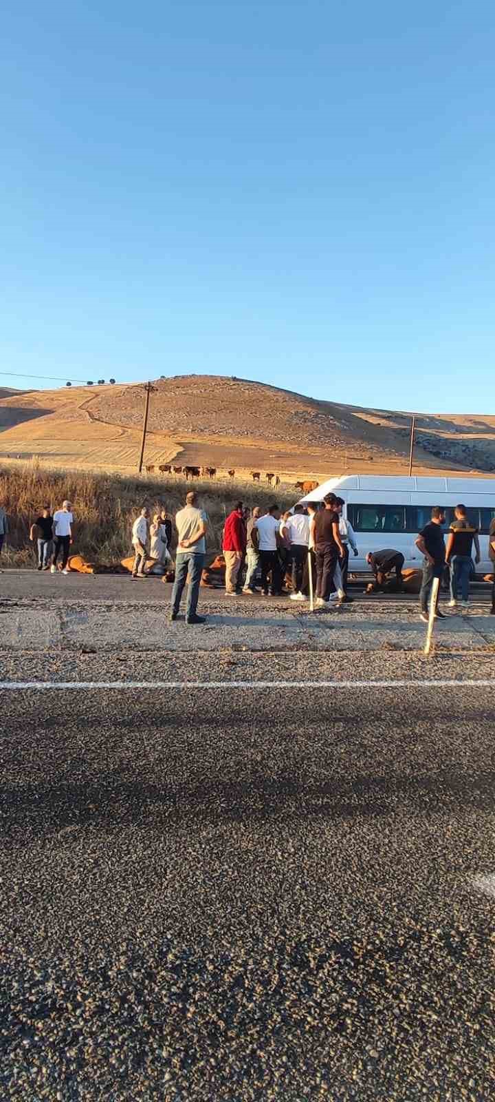 Batman’da yolcu minibüsü inek sürüsüne çarptı, onlarca hayvan telef oldu
