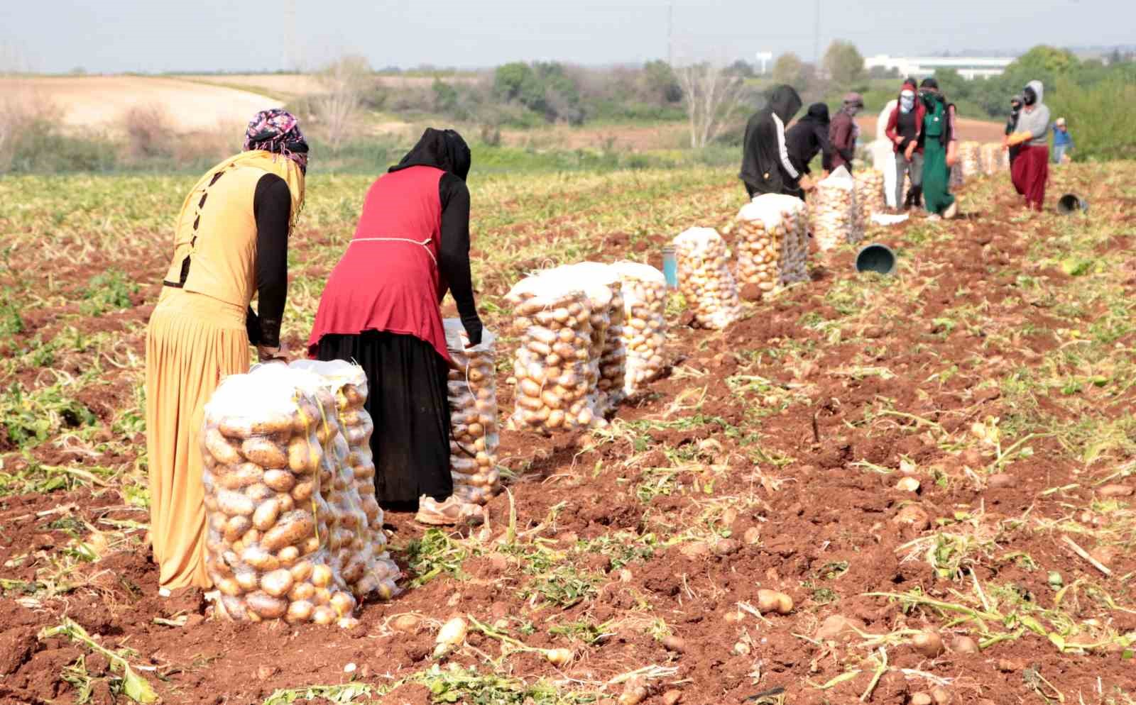 Erzincan’da patates hasadı başladı
