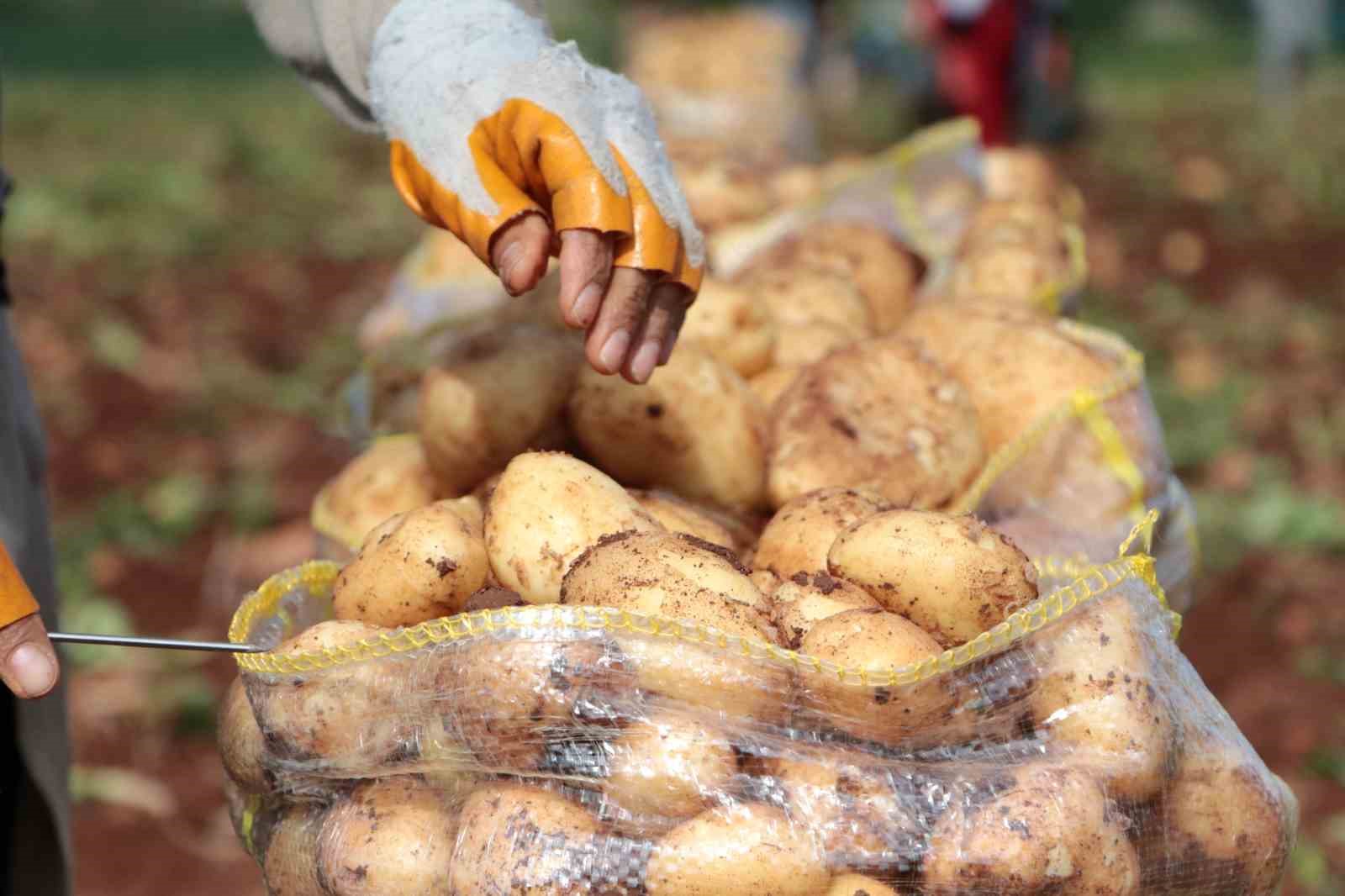 Erzincan’da patates hasadı başladı
