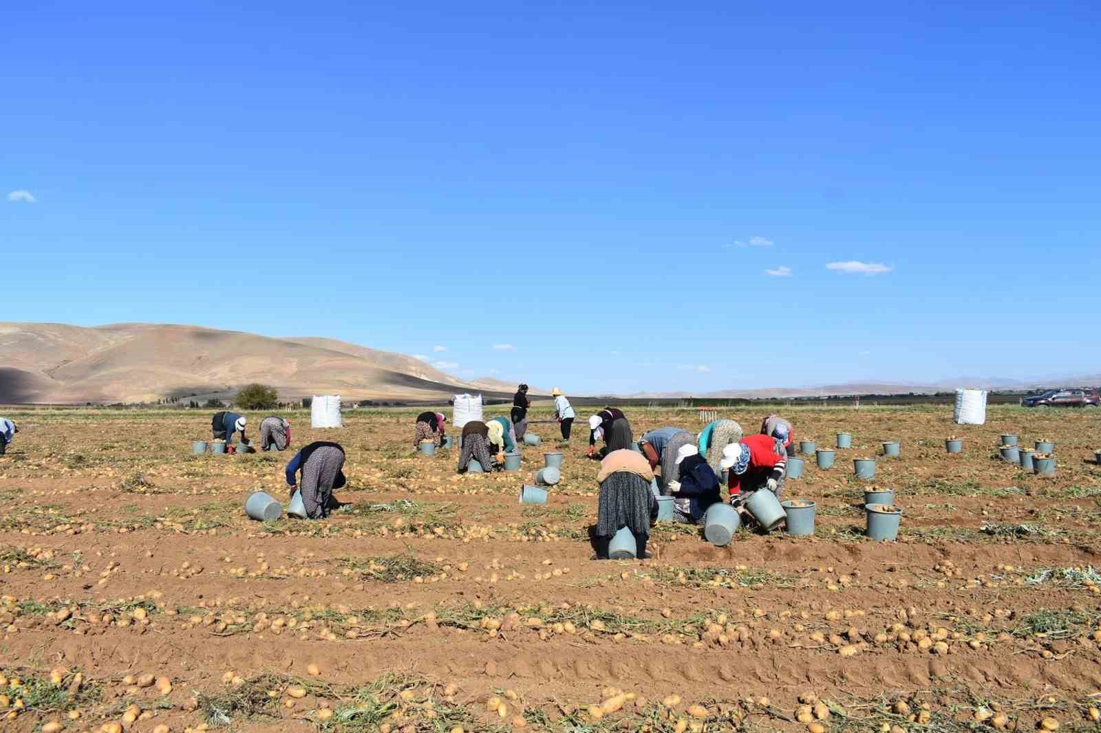 Bayburt’ta patates hasadına başlandı
