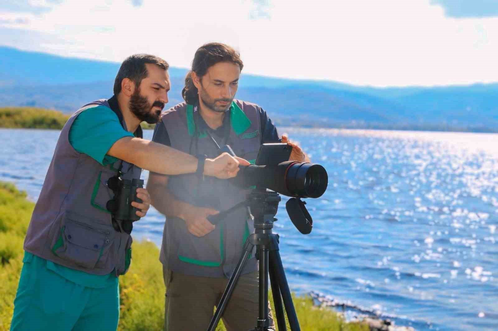 İzmit Körfezi’ndeki flamingo sayısında artış gözlendi
