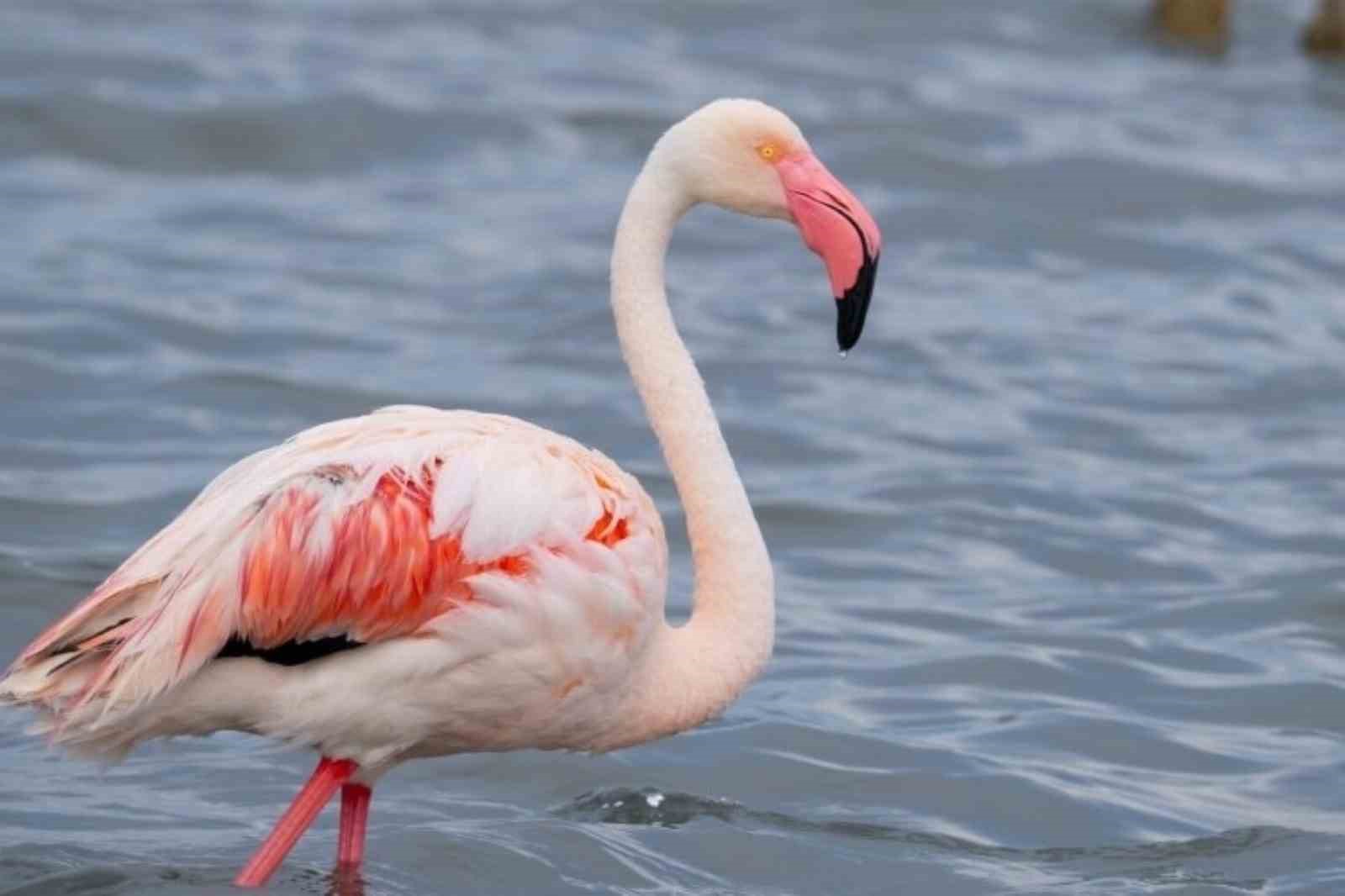 İzmit Körfezi’ndeki flamingo sayısında artış gözlendi
