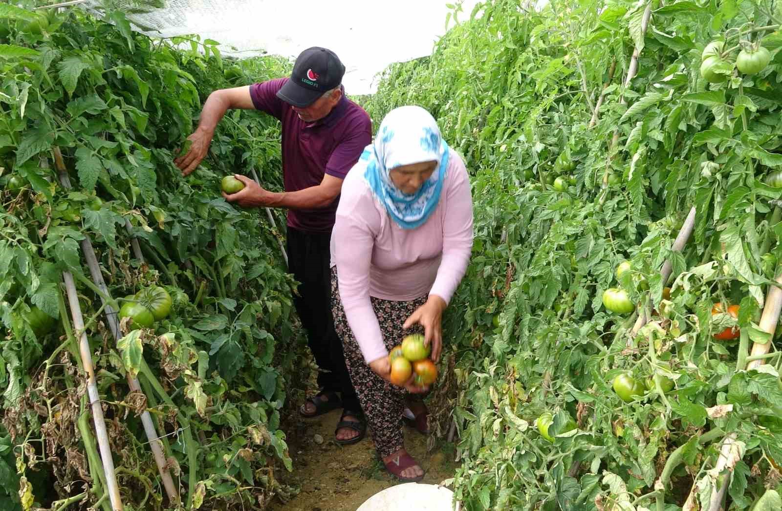 Çiftçi, güneşle üretim maliyetini sıfırladı
