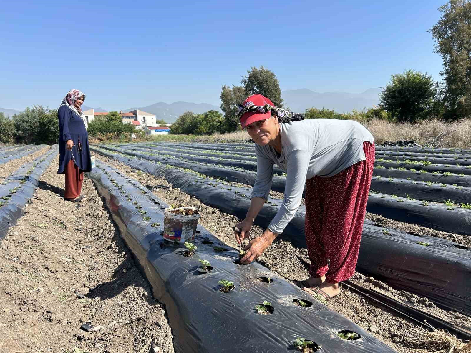 Deprem bölgesinde 34 bin çilek fidesi umutla toprakla buluştu
