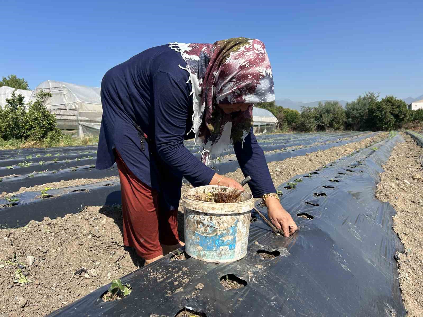 Deprem bölgesinde 34 bin çilek fidesi umutla toprakla buluştu
