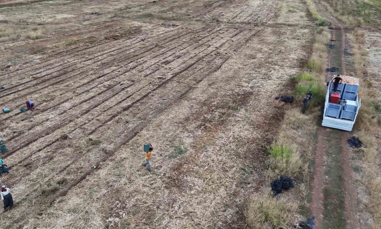 Malatya’da üretilen soğanlar Avrupa’ya ihraç ediliyor
