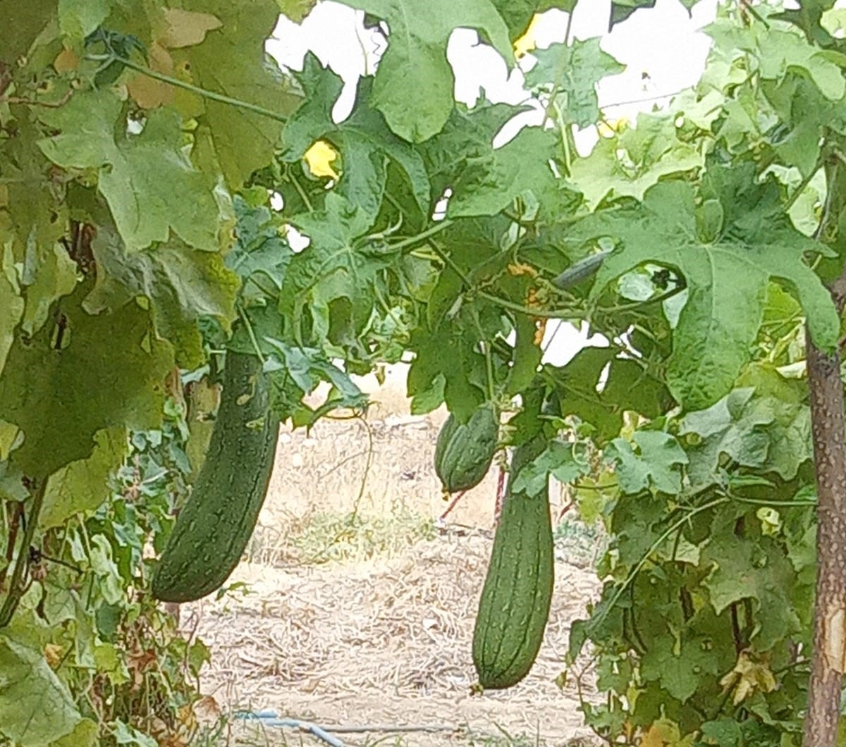 Lif kabakları hasat için sayıyor
