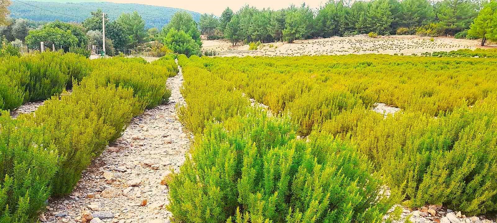 Yunusemre’de kırsal kalkınma projeleri artacak
