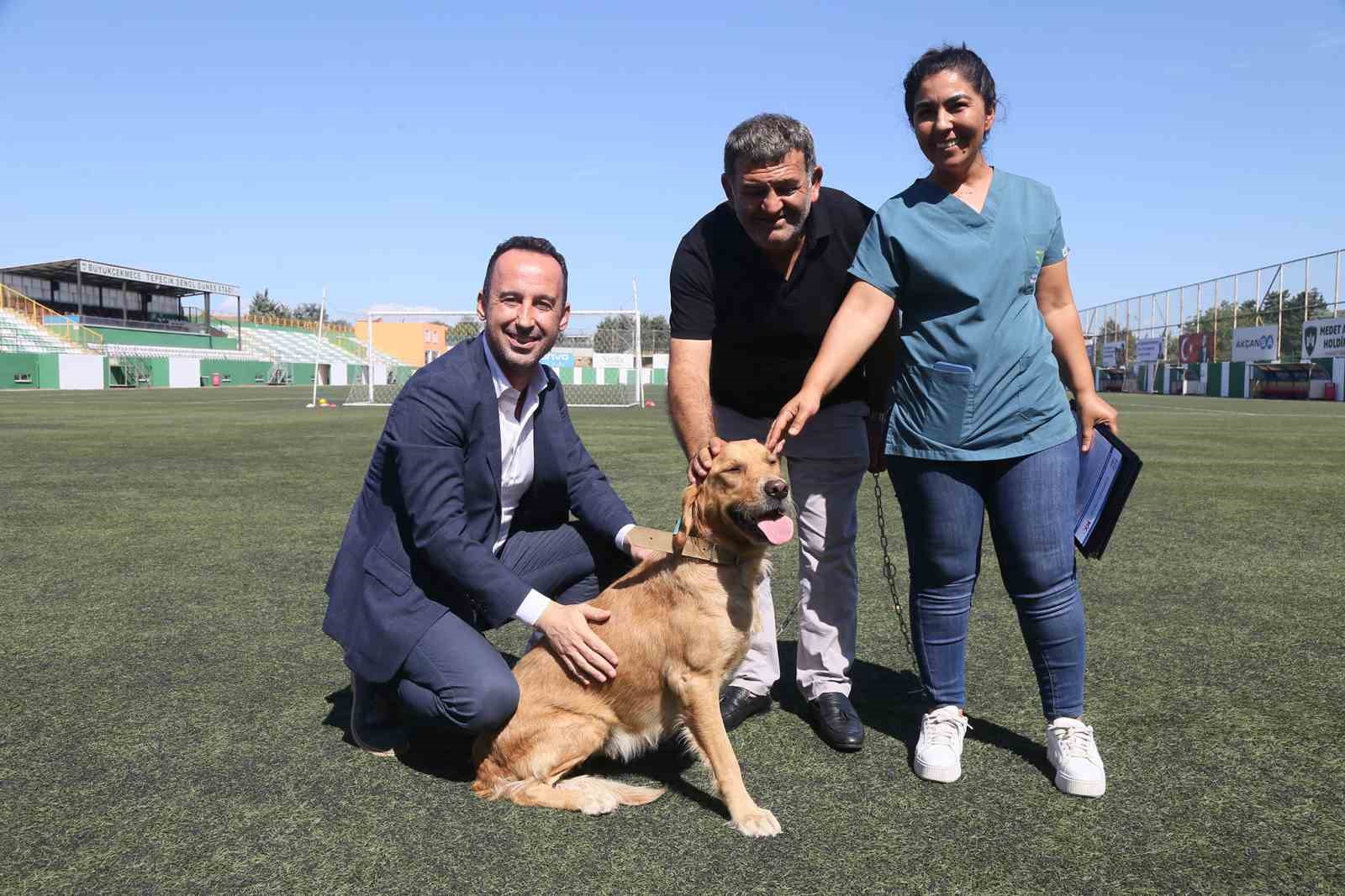 176 sokak köpeği bekçi köpeği oldu
