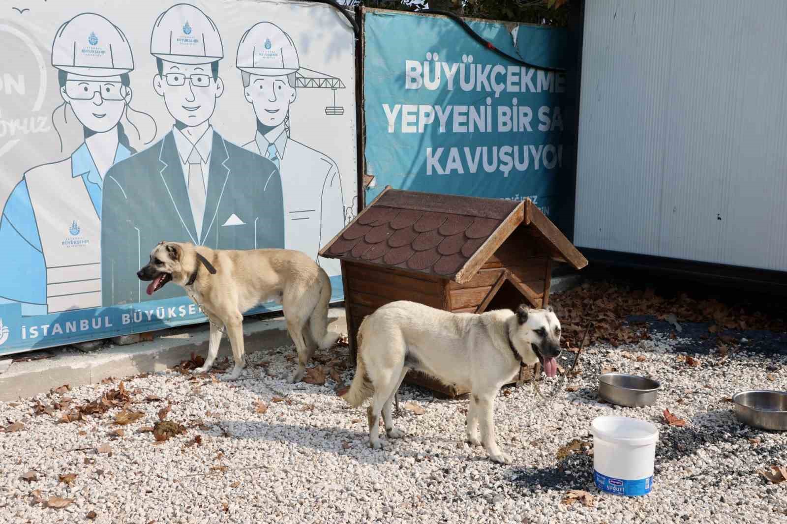 176 sokak köpeği bekçi köpeği oldu
