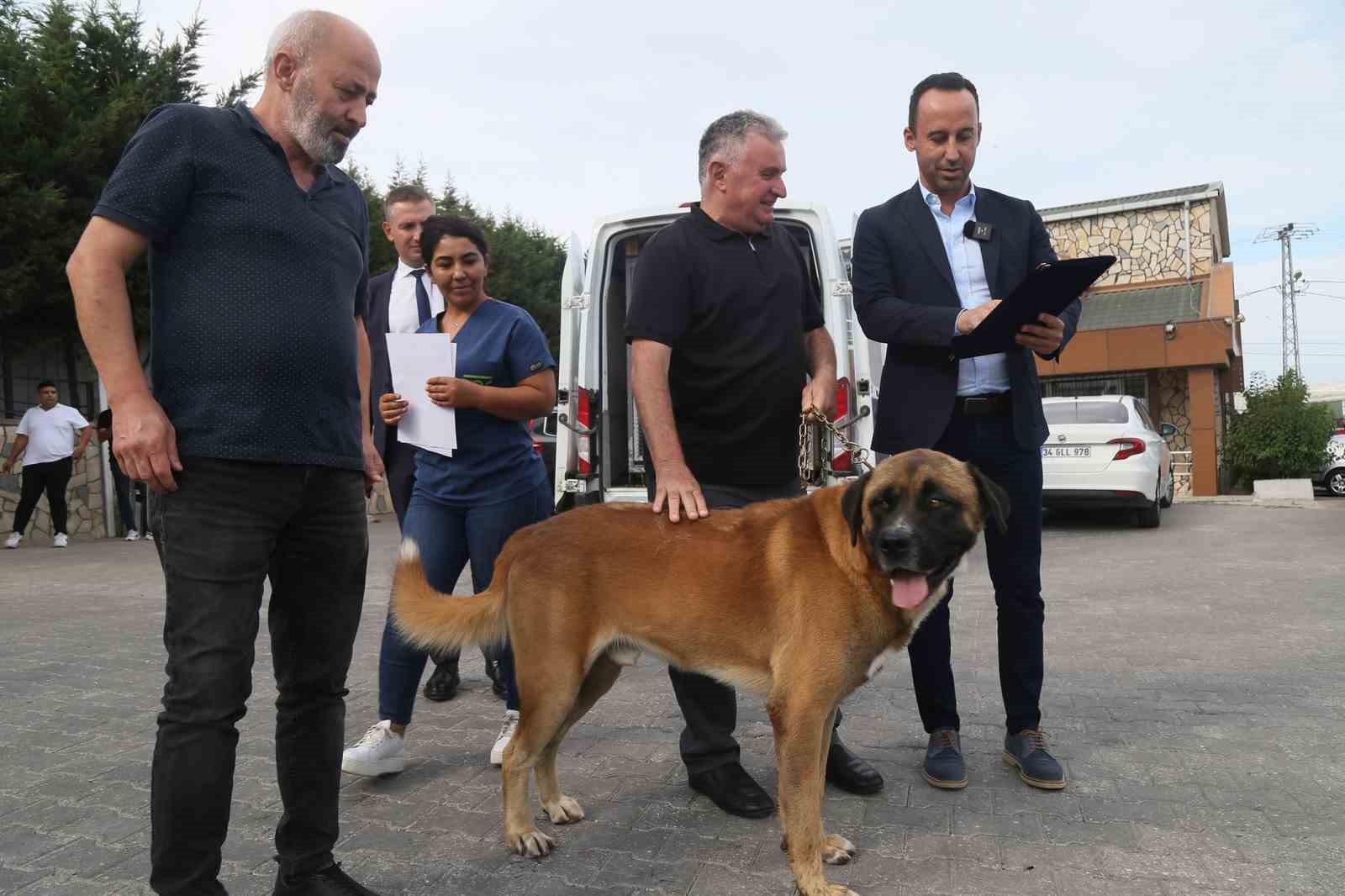 176 sokak köpeği bekçi köpeği oldu
