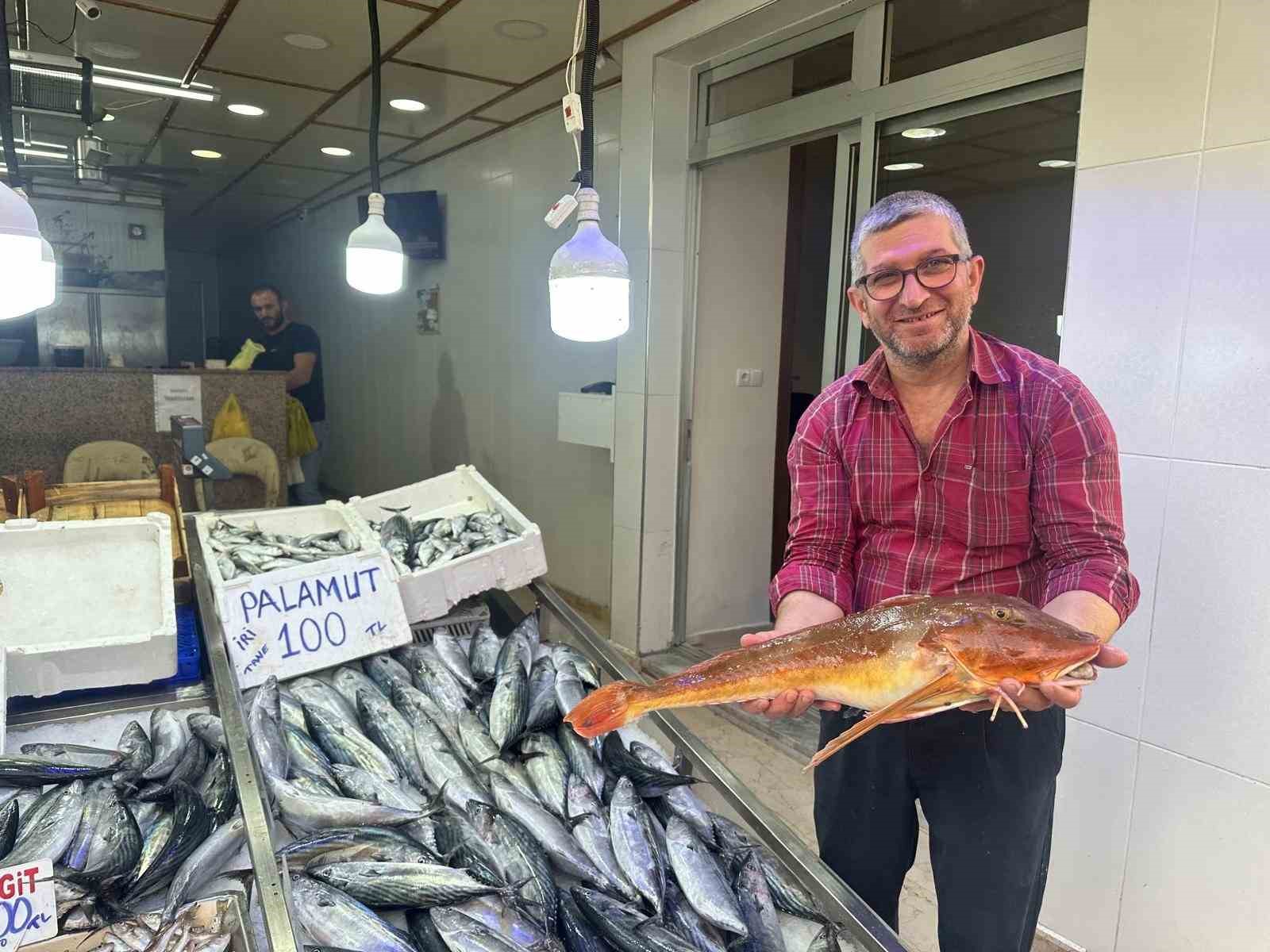 Sinop’ta ağlara takılan kırlangıç balığı ilgi odağı oldu
