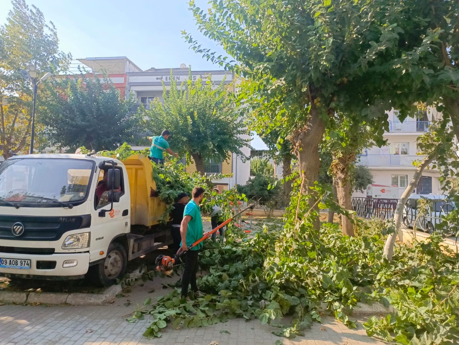 Efeler’de ağaç budama çalışmaları sürüyor
