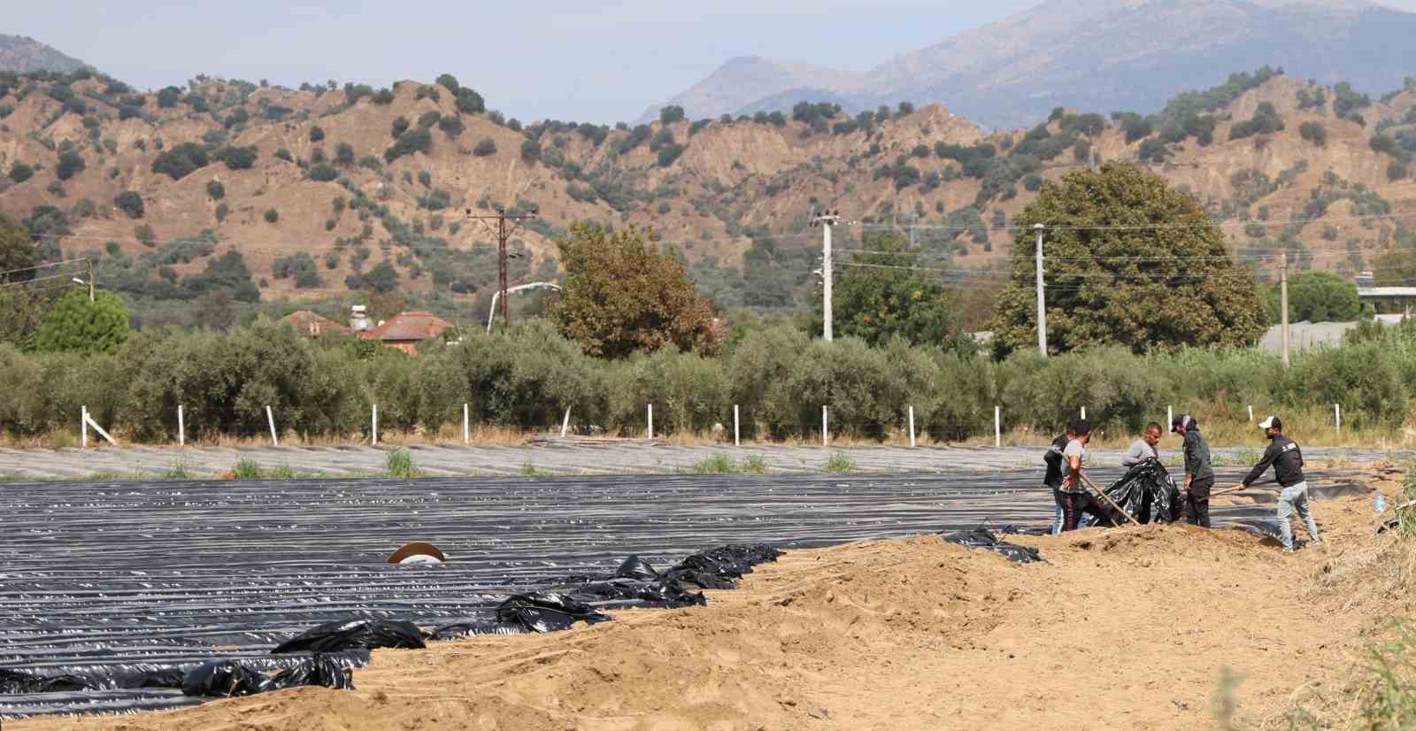 Son yıllarda altın yıllarını yaşayan çilek üreticisi tarlaya erken indi
