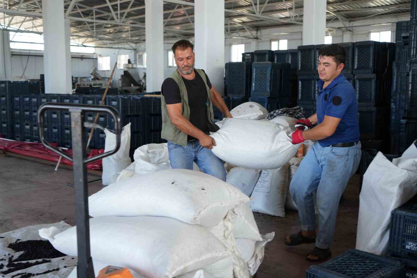 ‘Horoz karası üzümü’nün sofralara yolculuğu başladı
