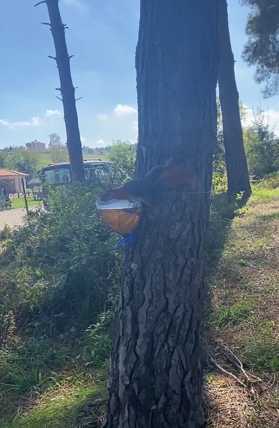 Sinop’ta su içen sincap kameralara yakalandı
