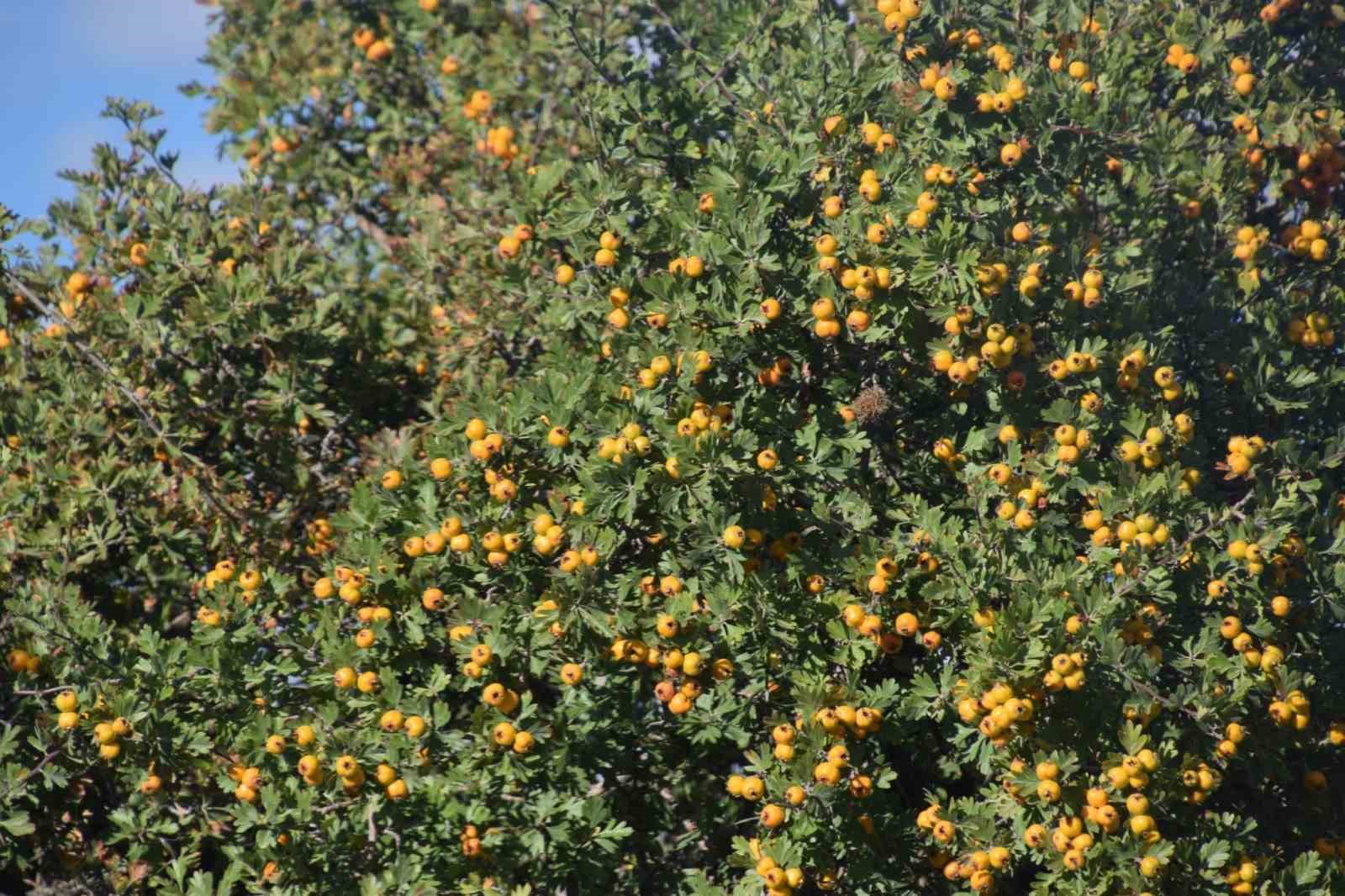 Malatya’da alıç hasadı
