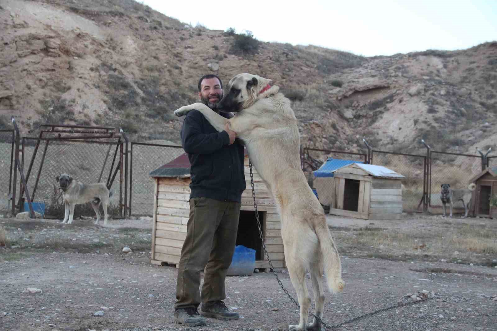 Küresel ısınma Kangalları sararttı
