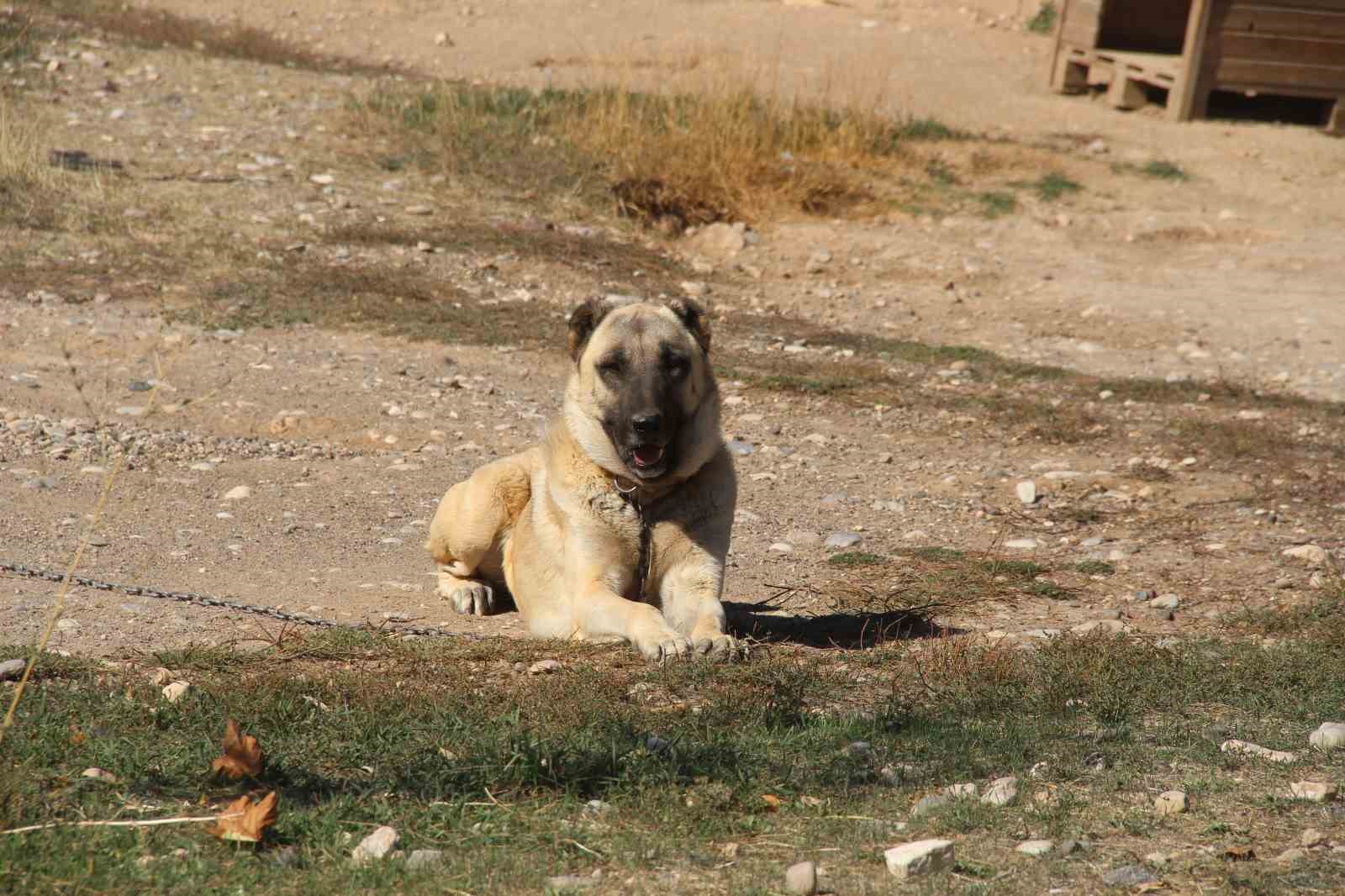 Küresel ısınma Kangalları sararttı
