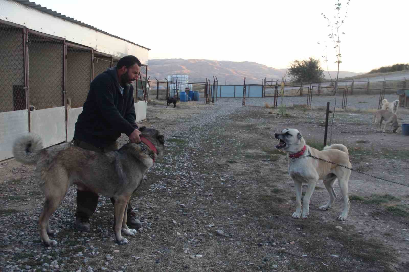 Küresel ısınma Kangalları sararttı
