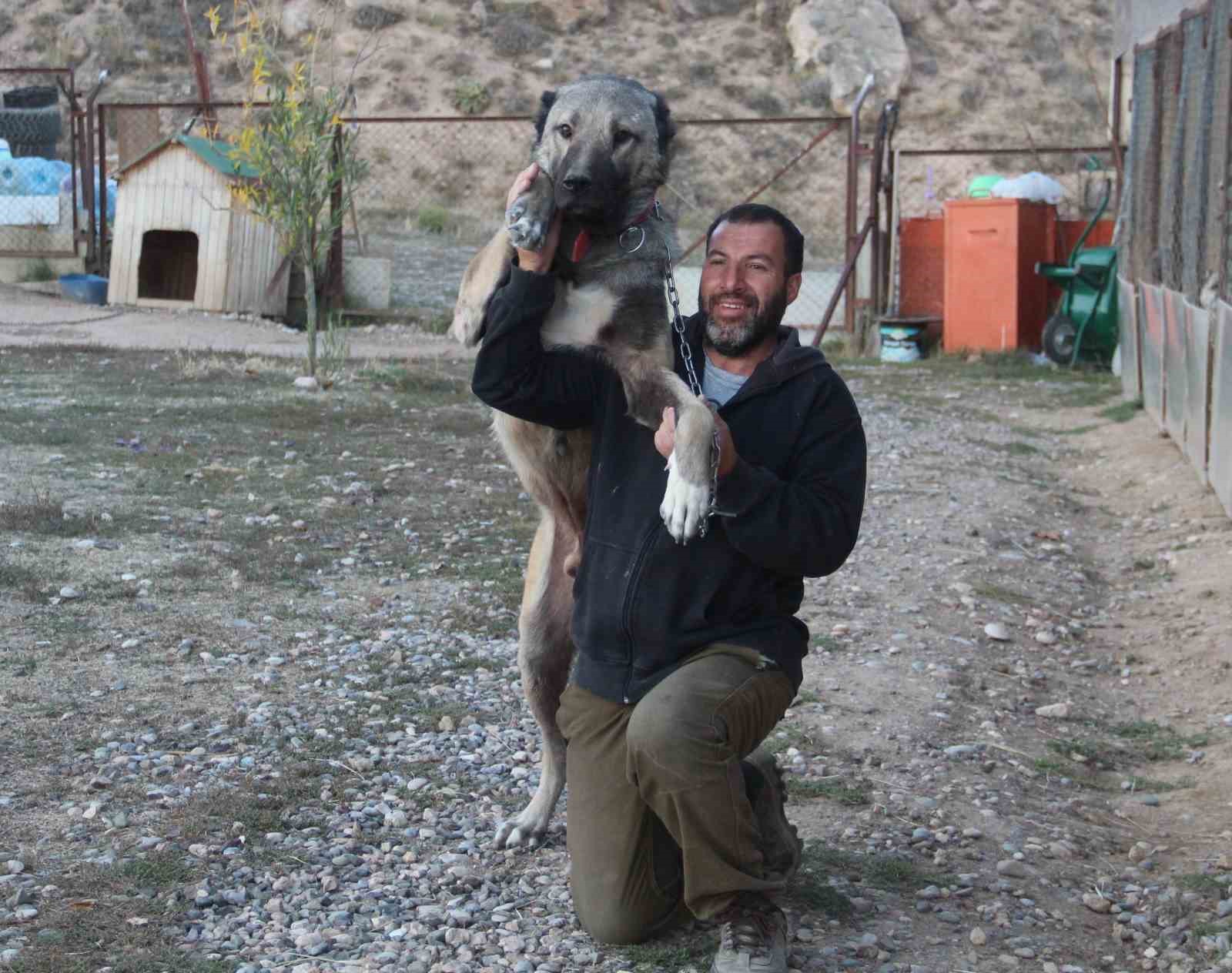 Küresel ısınma Kangalları sararttı
