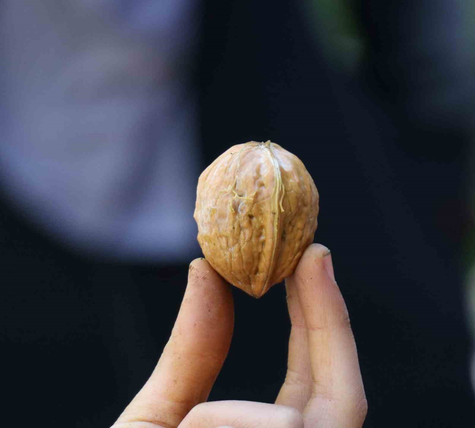 Van’da ceviz hasadı uzun sırıklarla yapılıyor
