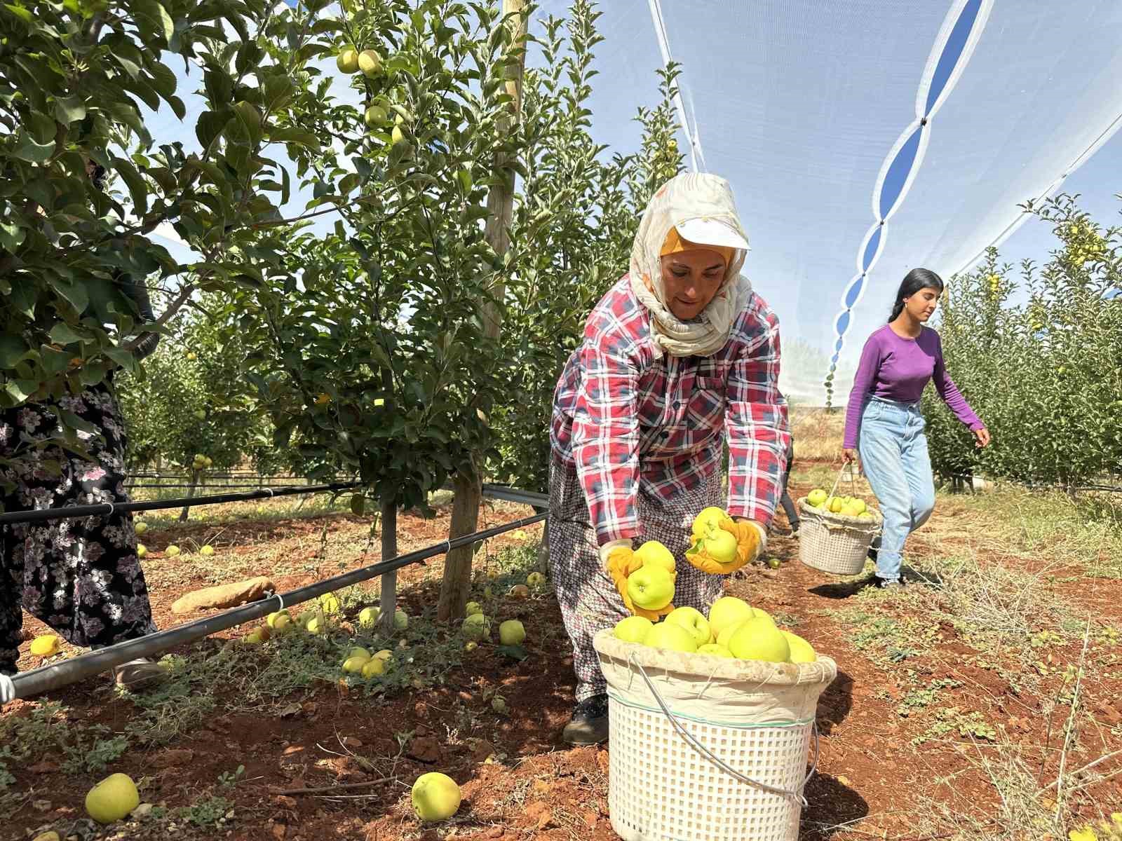 Doğanşehir’de elma hasadı başladı
