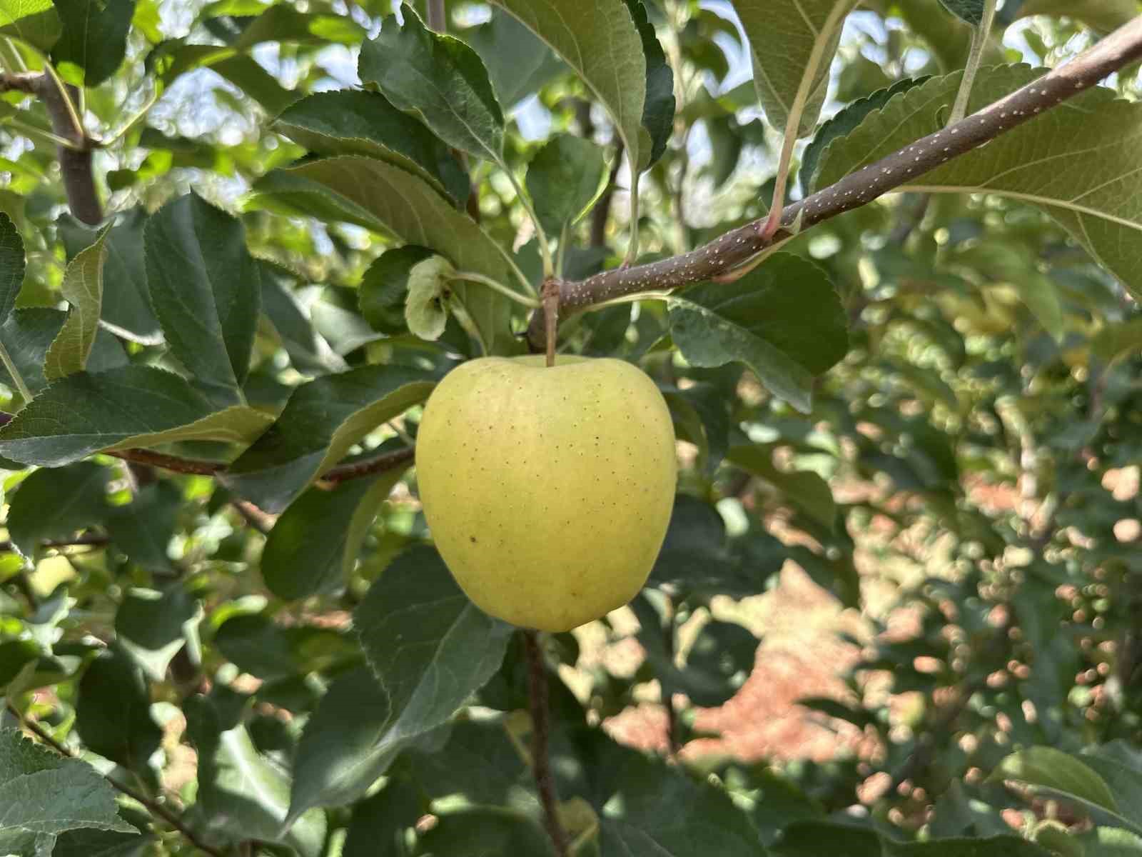 Doğanşehir’de elma hasadı başladı
