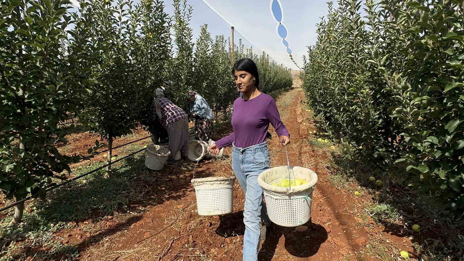 Doğanşehir’de elma hasadı başladı
