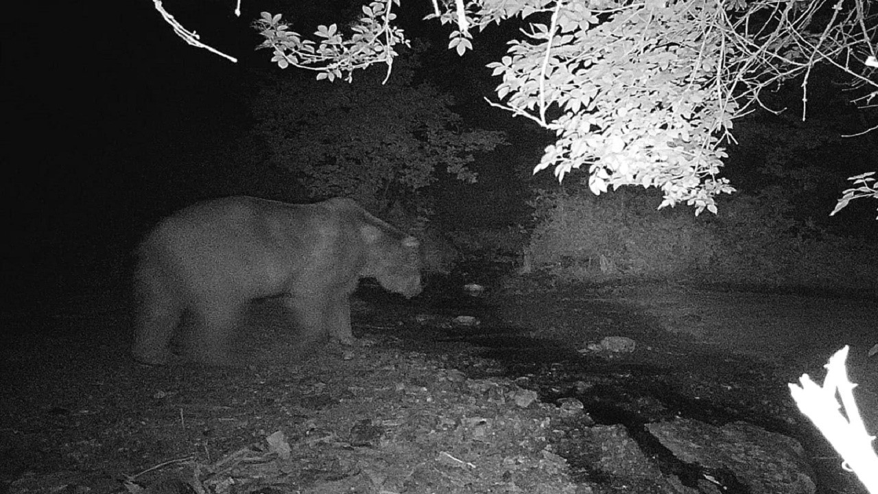 Bilecik’te fotokapana yakalanan ayı ve domuzun görüntüsü gülümsetti
