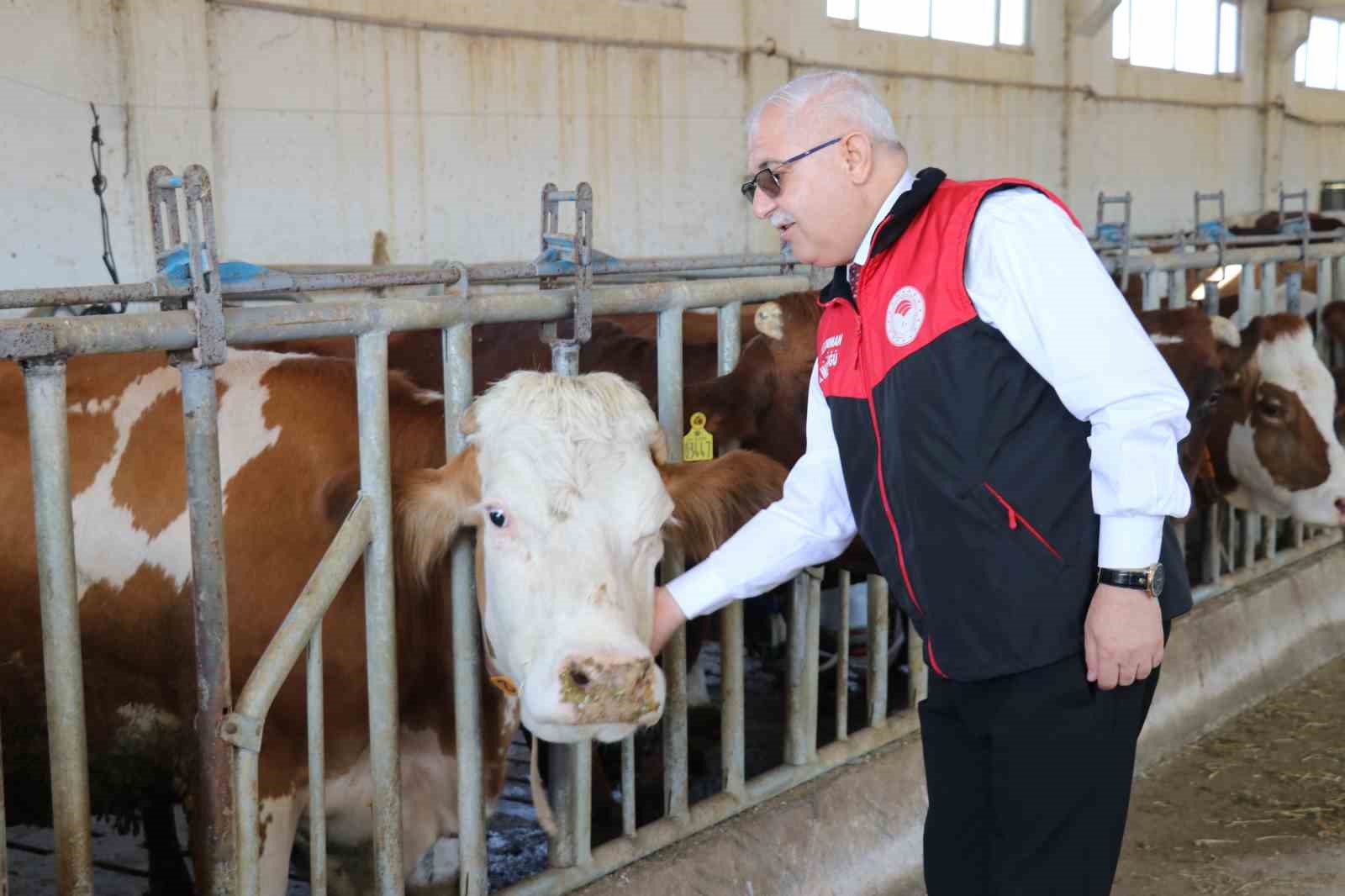 Tarım Müdürü Görentaş: “İthal hayvanlar ilimiz açısından büyük bir kazançtır”
