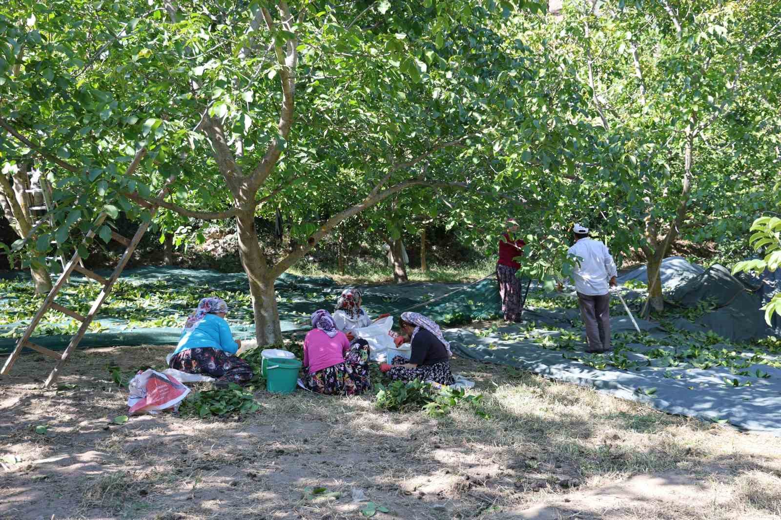 Cevizin tarladan sofraya zorlu yolculuğu başladı
