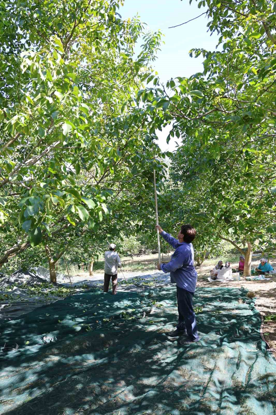 Cevizin tarladan sofraya zorlu yolculuğu başladı
