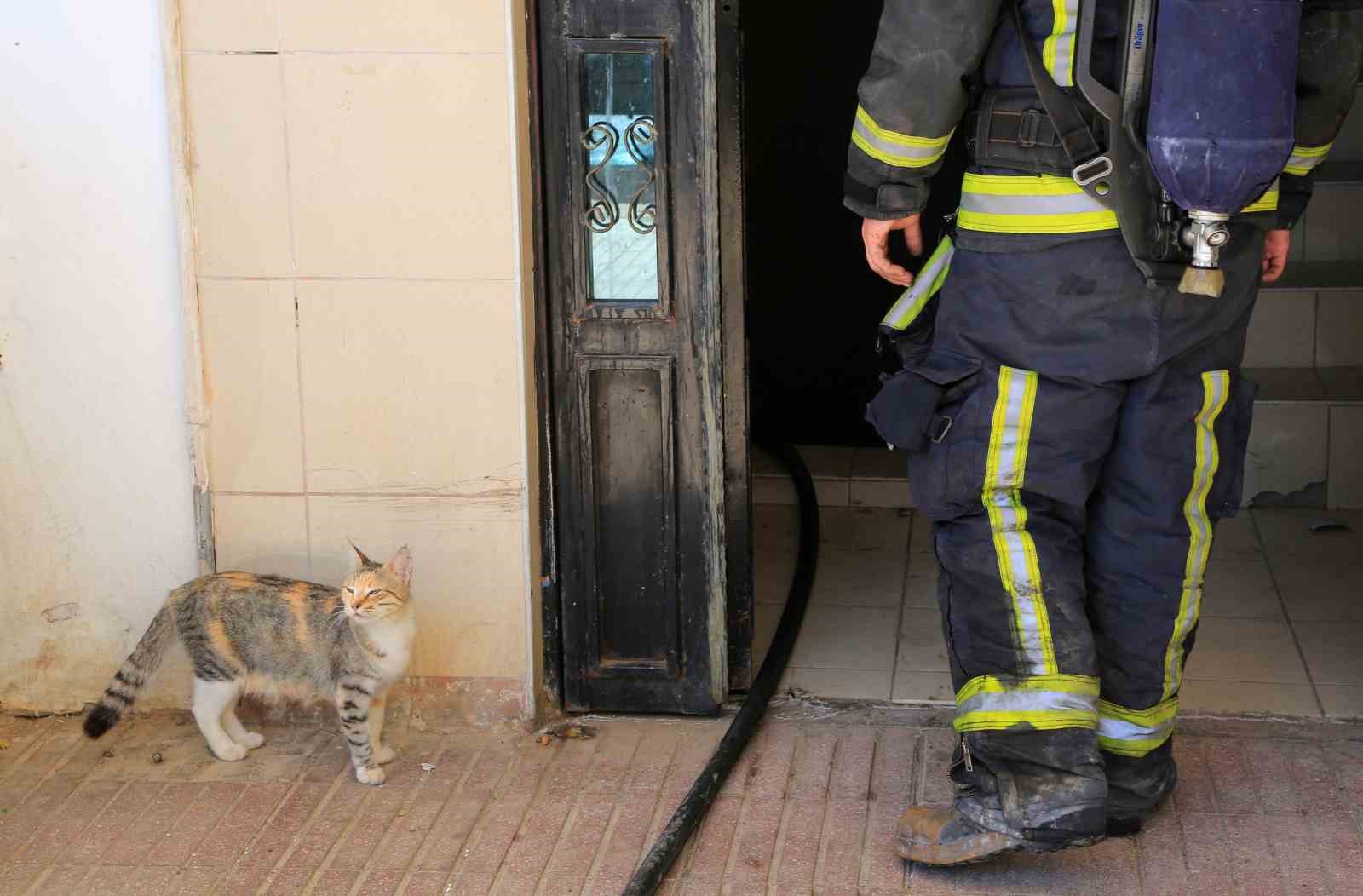 Bodrum katta çıkan yangın sonrası yavru kedi alarmı
