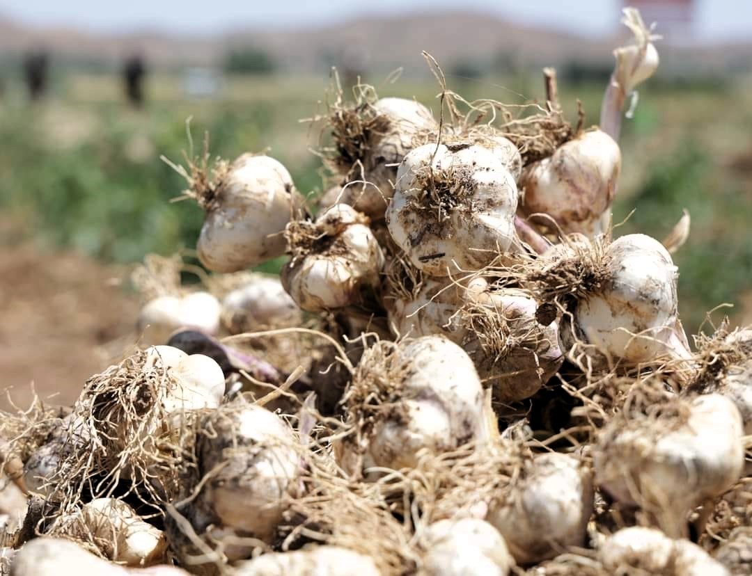 Çorum’da “BizimOra’lı kadınların şifalı safran ve sarımsak projesine OKA desteği
