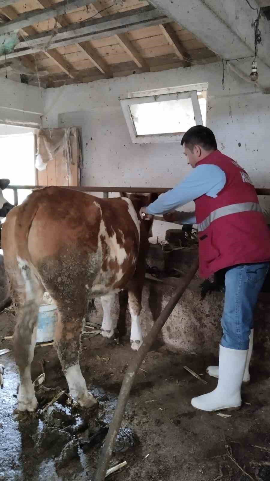 Sonbahar şap aşılama dönemi başladı
