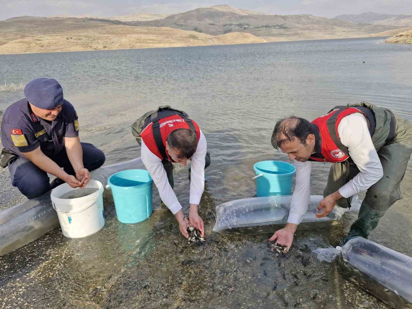 Muş’ta göl ve baraj göletlerine 4 milyon yavru sazan bırakıldı
