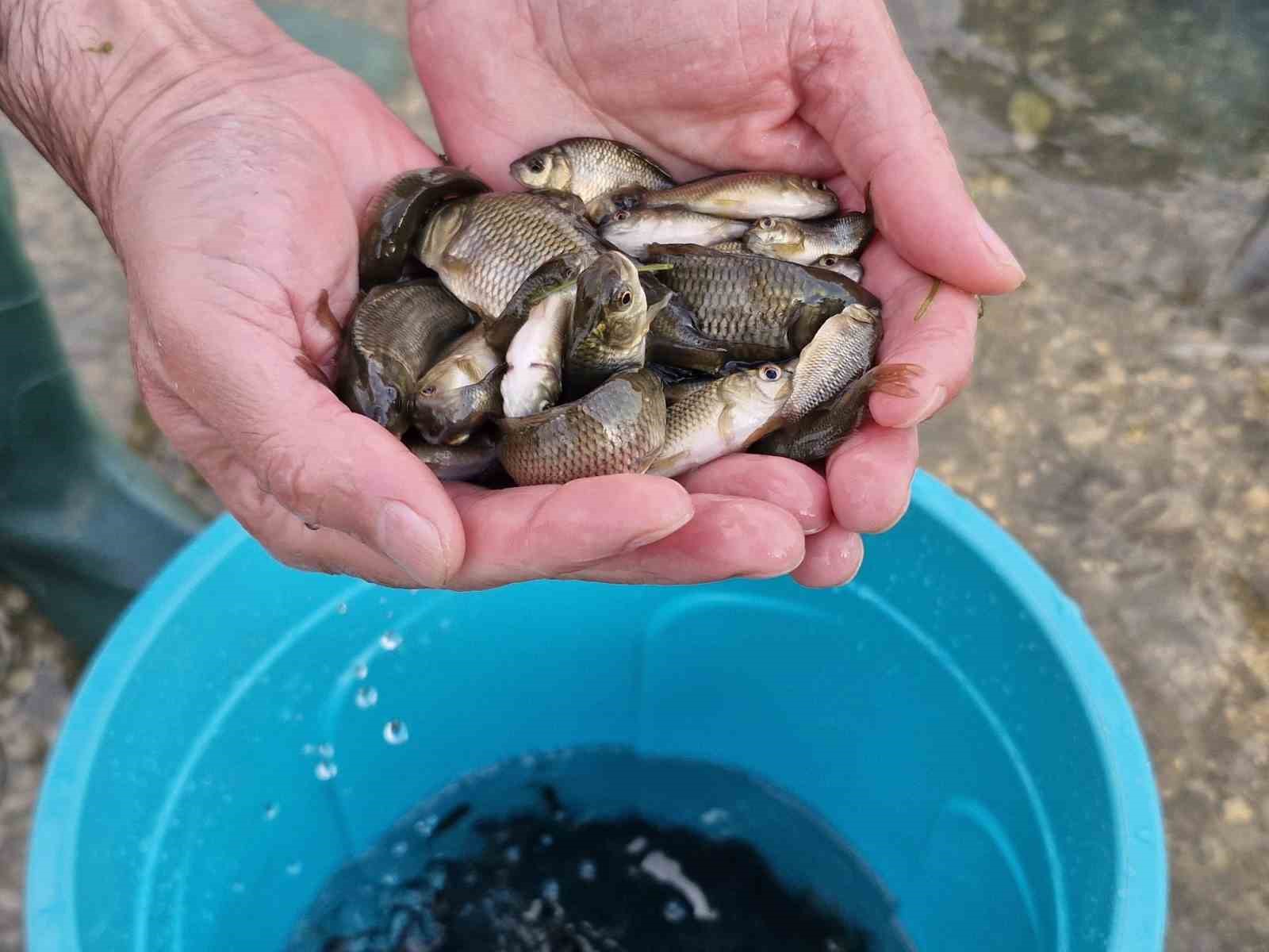 Muş’ta göl ve baraj göletlerine 4 milyon yavru sazan bırakıldı
