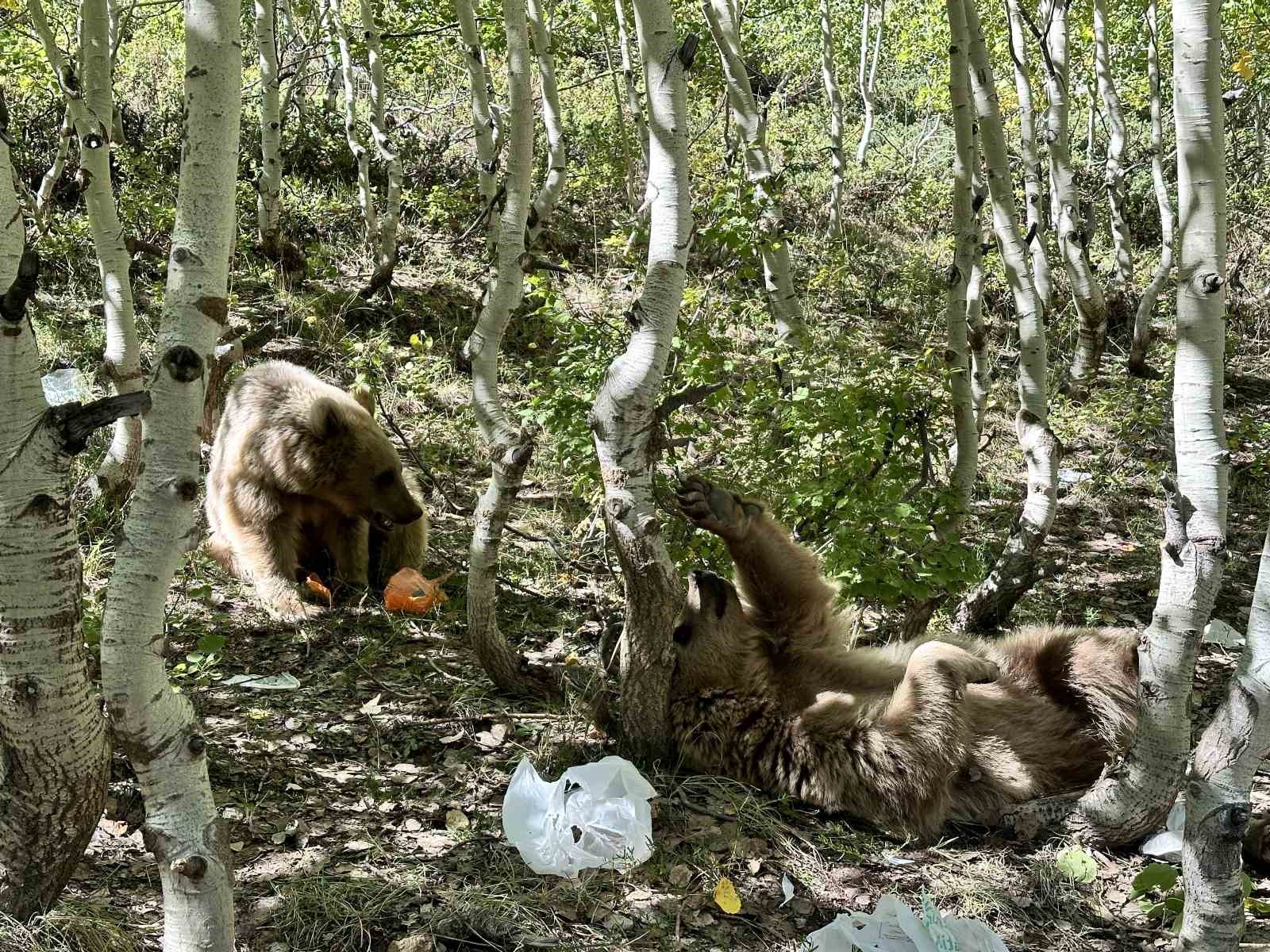 Vatandaşlar tarafından şımartılan ayıların keyfi yerinde
