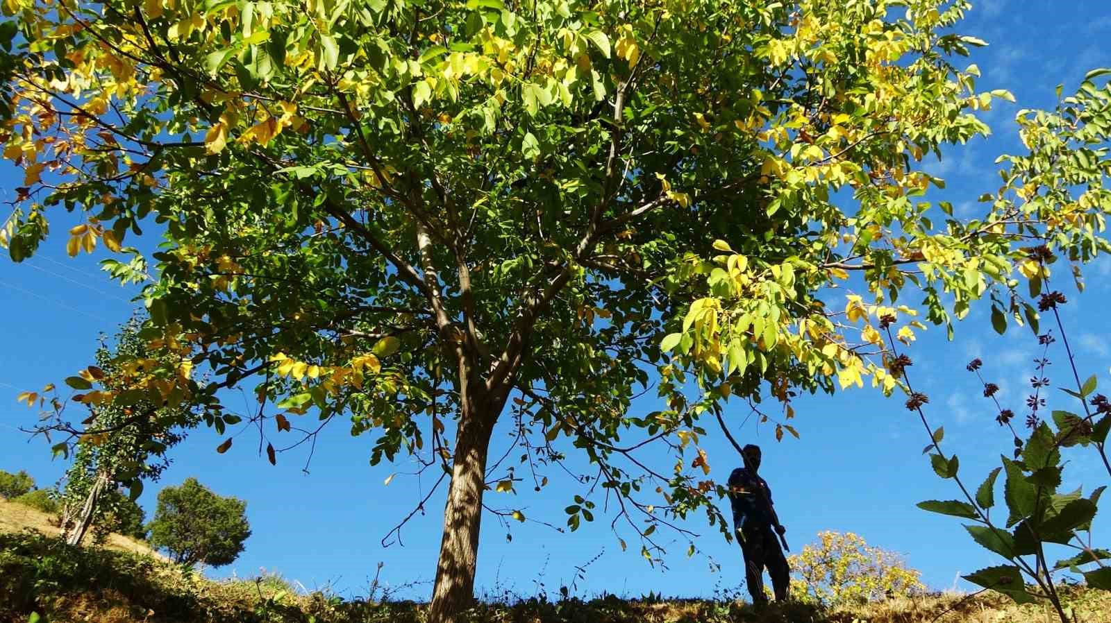 Erzincan’da ceviz hasadı uzun sırıklarla yapılıyor
