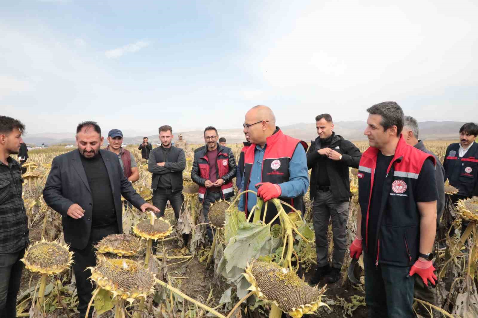 Ağrı’nın bereketleri topraklarında büyüyen ayçiçeklerinden 10 bin ton verim bekleniyor
