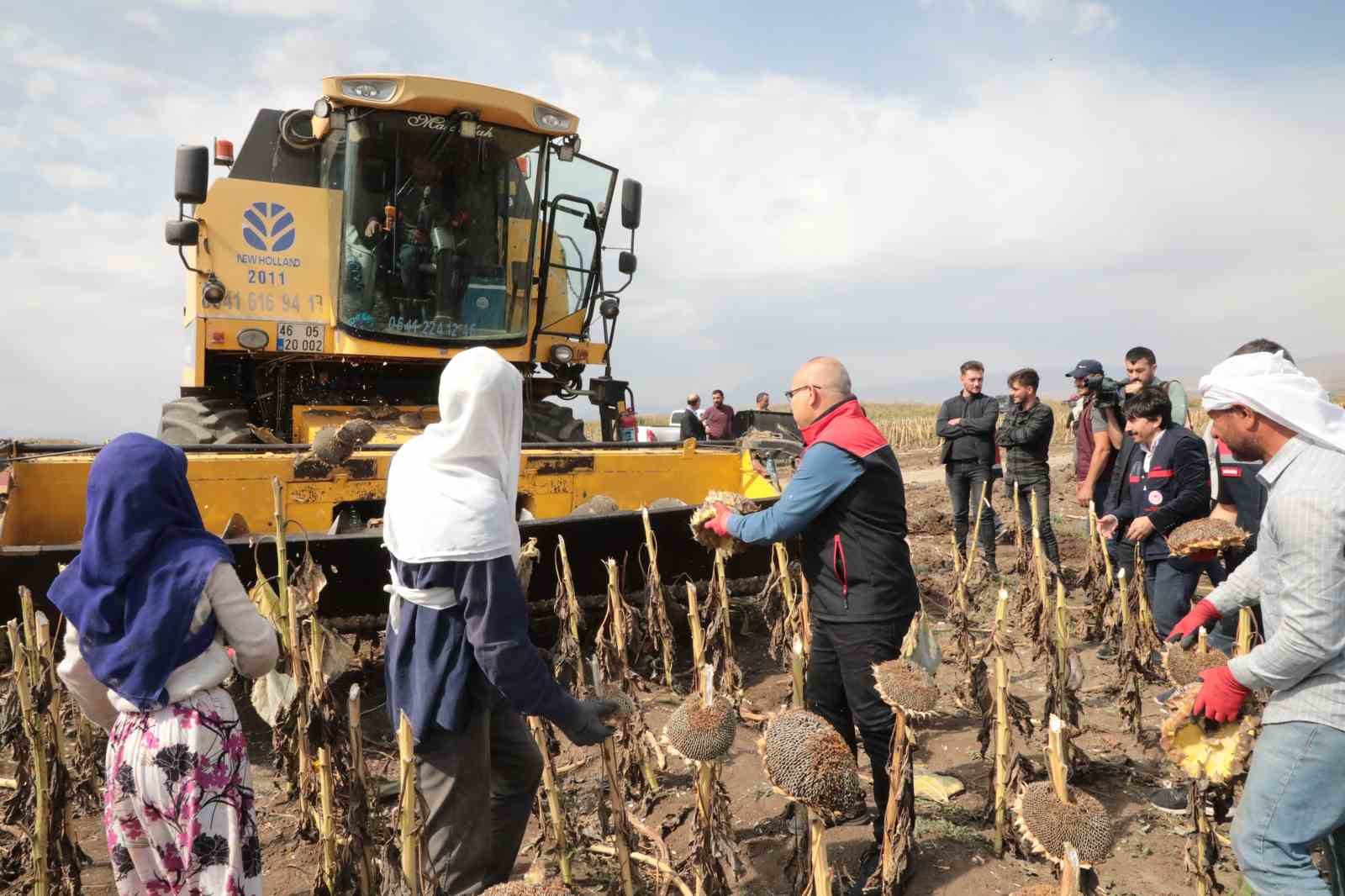 Ağrı’nın bereketleri topraklarında büyüyen ayçiçeklerinden 10 bin ton verim bekleniyor
