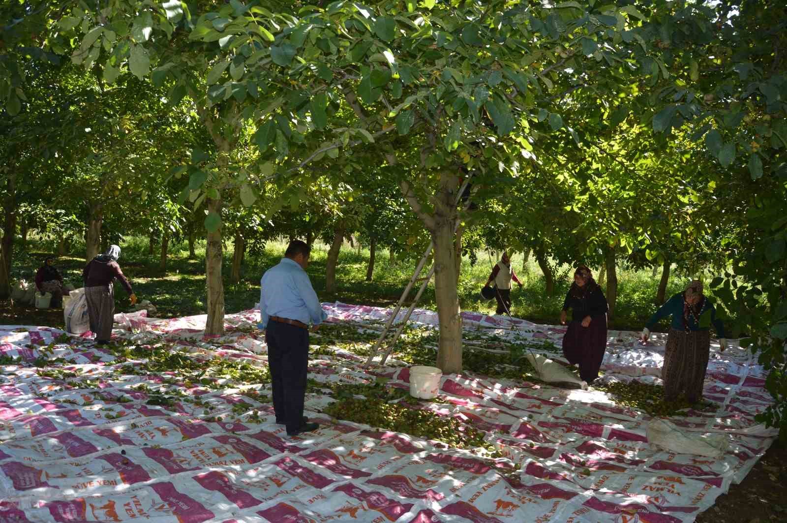 Modern tekniklerle toplanan Niksar cevizinde kalite zirveye taşındı
