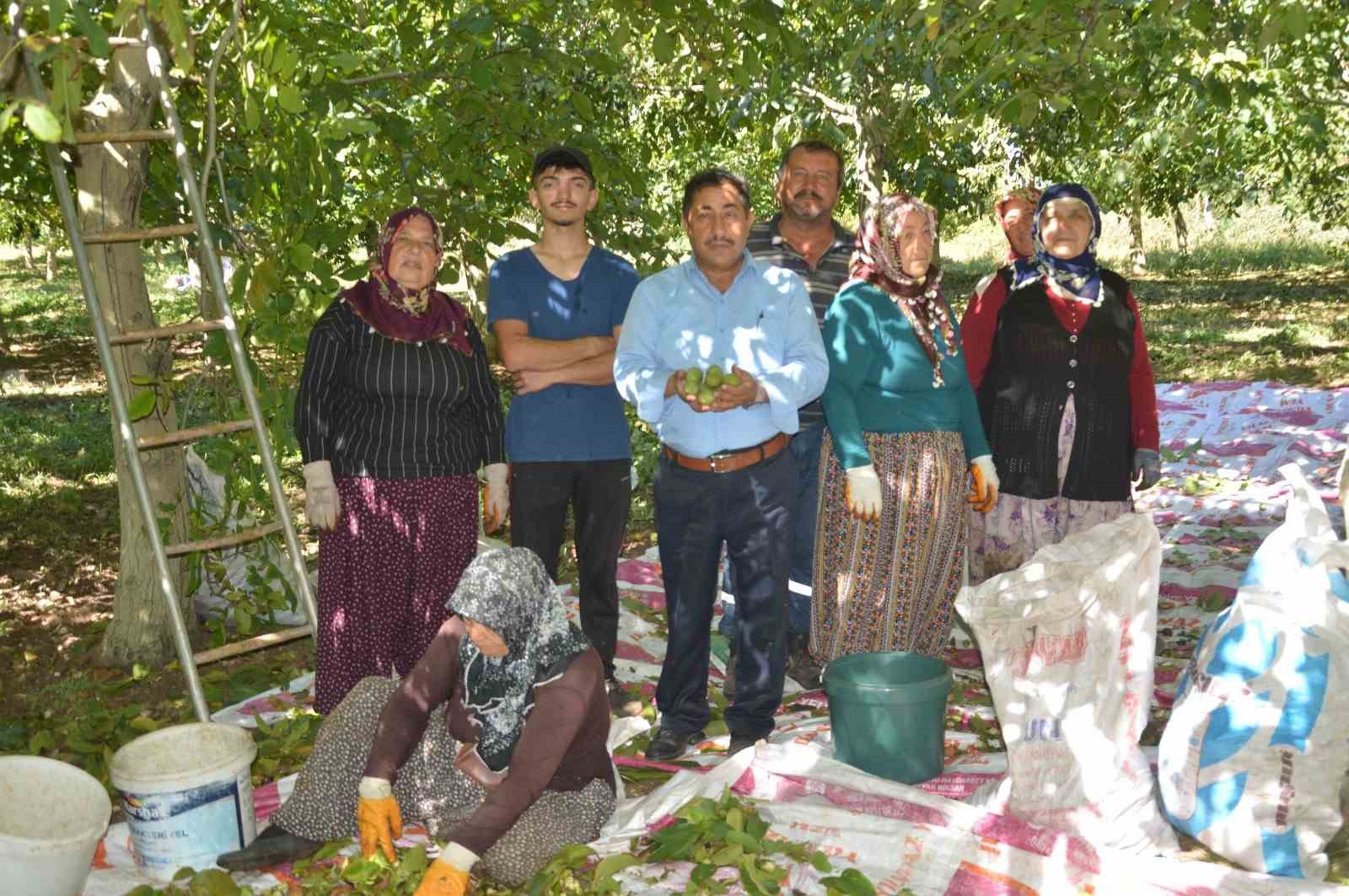 Modern tekniklerle toplanan Niksar cevizinde kalite zirveye taşındı
